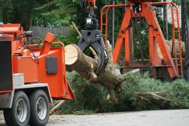 How Our Tree Care Process Works  in  Artesia, CA