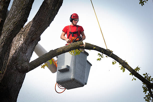  Artesia, CA Tree Care Services Pros