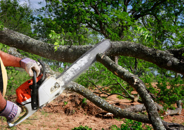 Best Tree and Shrub Care  in Artesia, CA